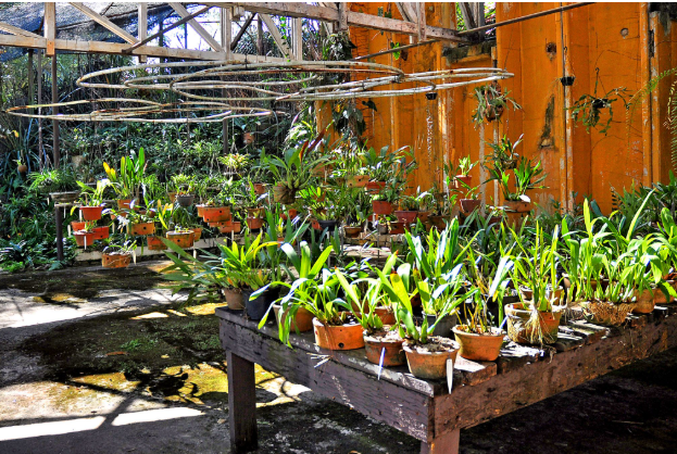 VISITAÇÃO LIVRE NO ORQUIDÁRIO E TROCA DE MUDAS DE CACTOS E SUCULENTAS
